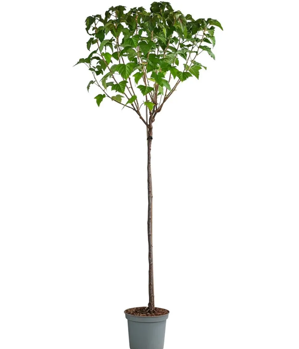 Johannisbeere 'Titania'