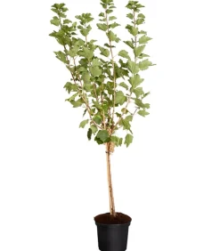 Johannisbeere 'Weiße Versailler'