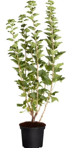 Johannisbeere 'Jonkheer van Tets'