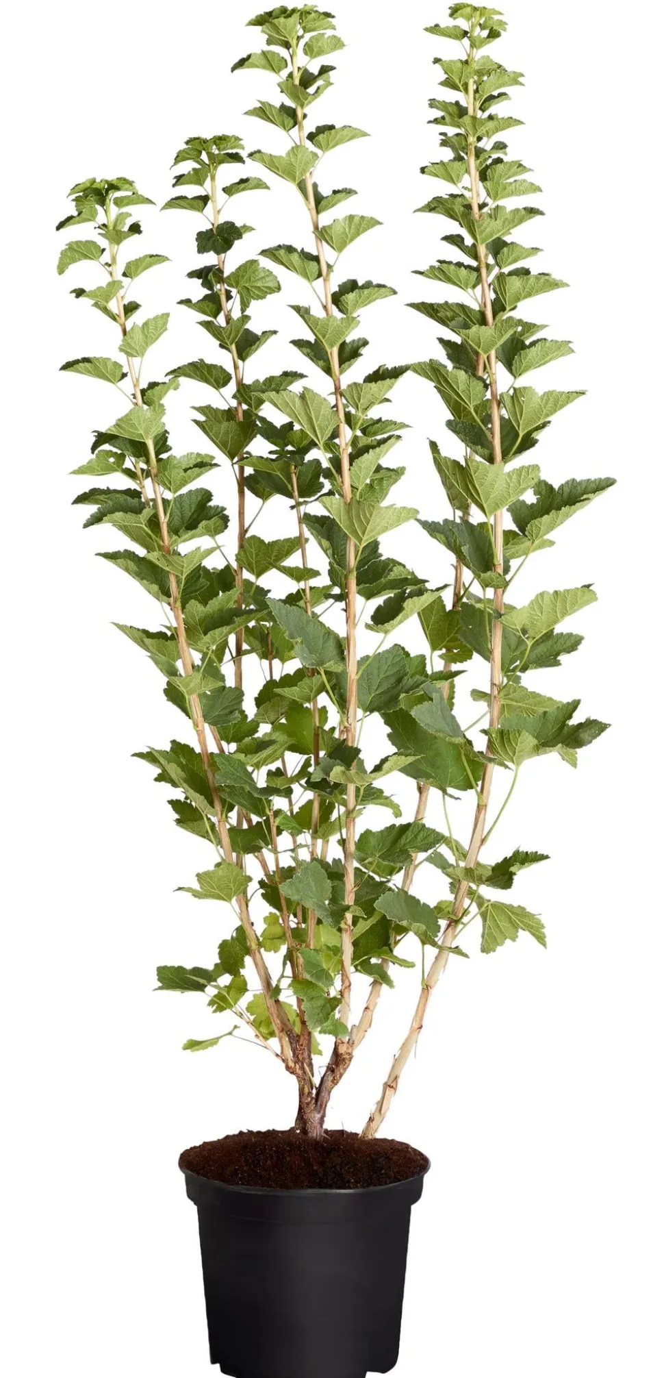 Johannisbeere 'Jonkheer van Tets'