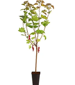 Johannisbeere 'Rovada'