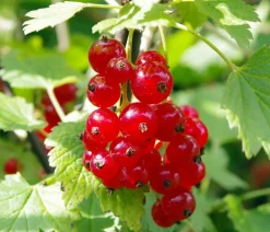 Johannisbeere 'Rovada'