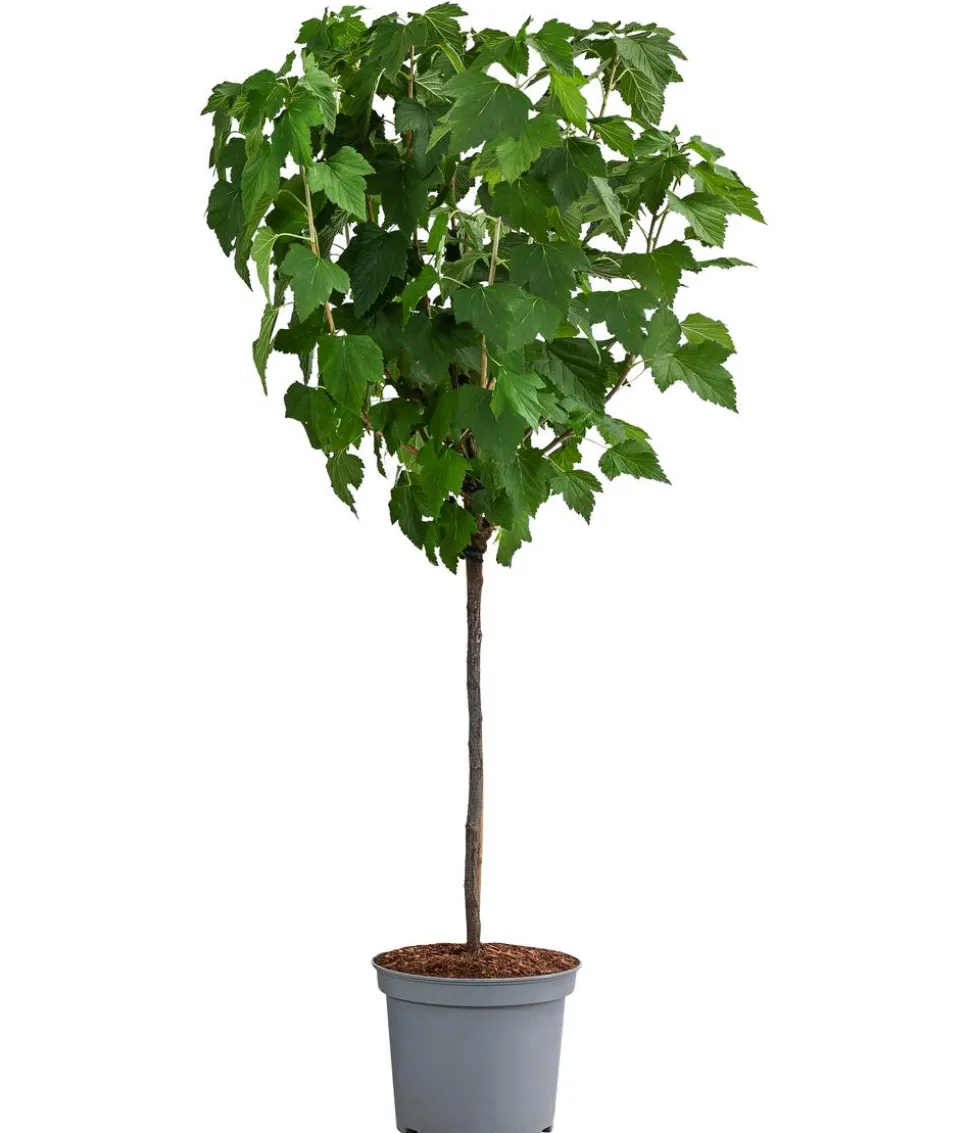 Johannisbeere 'Schwarze Perle'