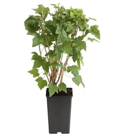 Johannisbeere 'Titania'