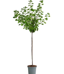 Jostabeere