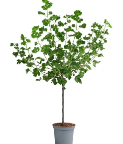 Jostabeere