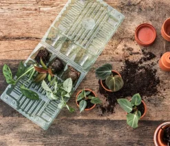 Jungpflanzen-Set Philodendron, 3-teilig