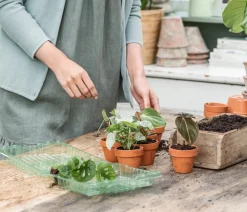 Jungpflanzen-Set Philodendron, 3-teilig