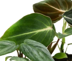 Jungpflanzen-Set Philodendron, 3-teilig