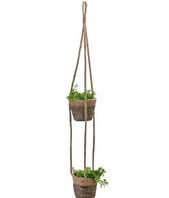 Juteampel-Duo mit Kanonierblume - Pilea depressa