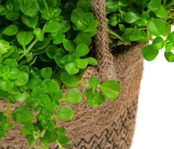 Juteampel-Solo mit Kanonierblume - Pilea depressa