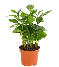 Kaffeepflanze - Coffea arabica
