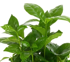 Kaffeepflanze - Coffea arabica