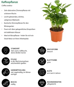 Kaffeepflanze - Coffea arabica