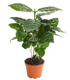 Kaffeepflanze - Coffea arabica
