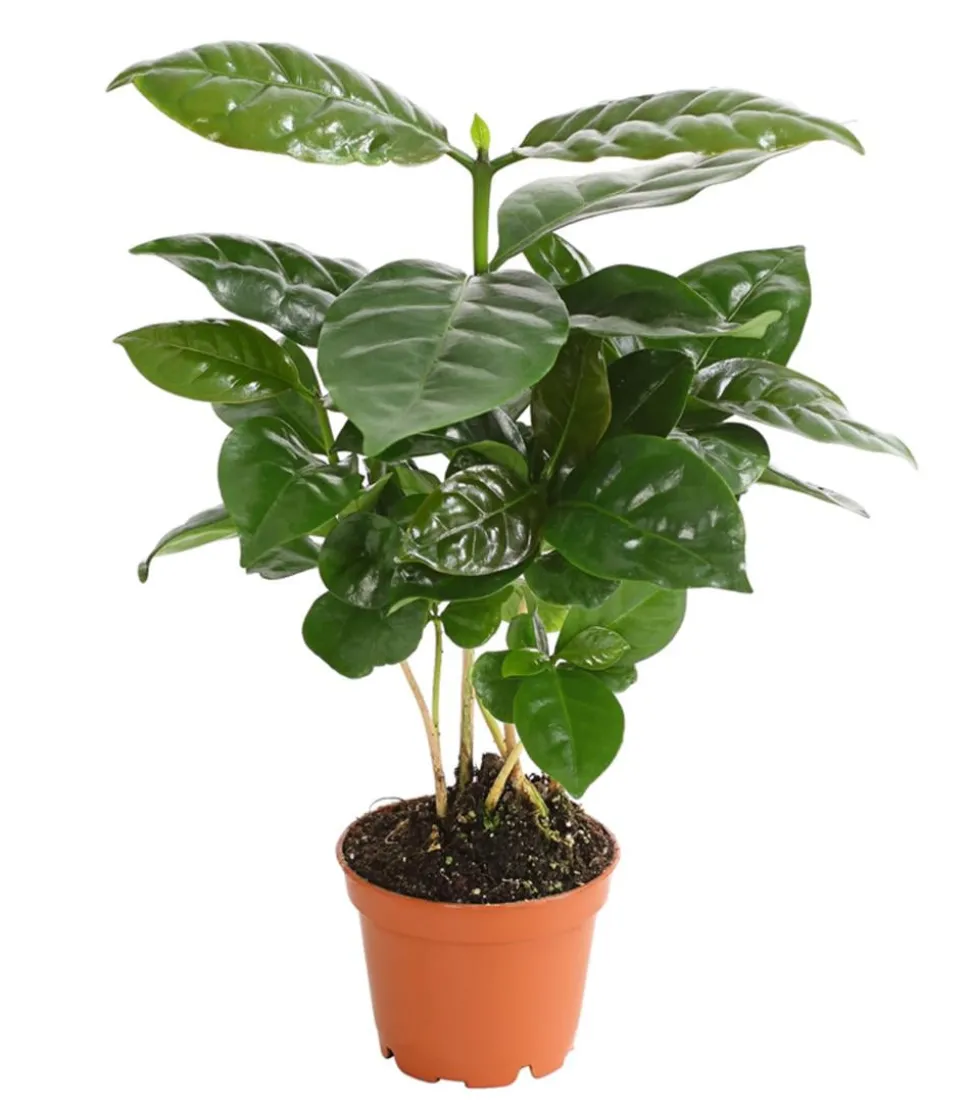 Kaffeepflanze - Coffea arabica