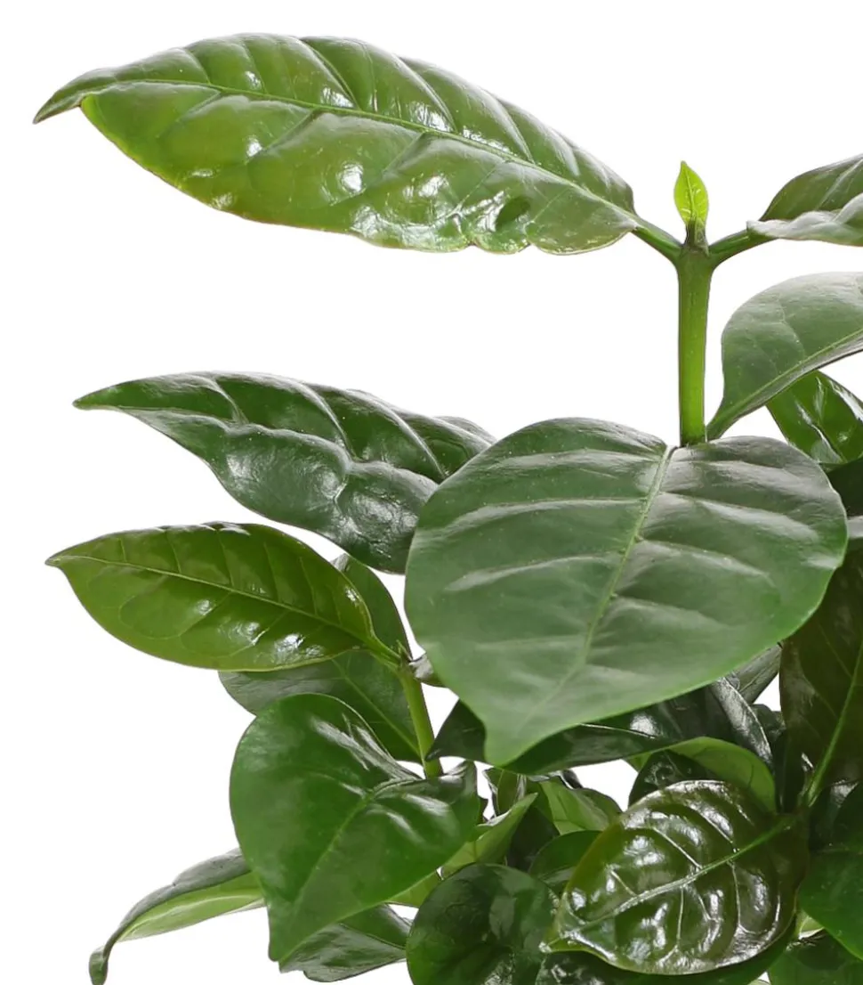 Kaffeepflanze - Coffea arabica