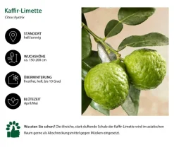 Kaffir-Limette
