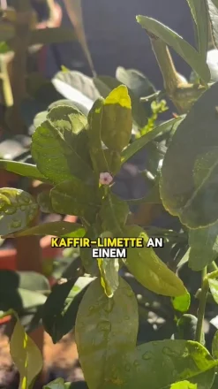 Kaffir-Limette