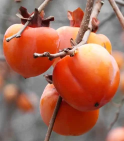 Kaki 'Rojo Brillante'