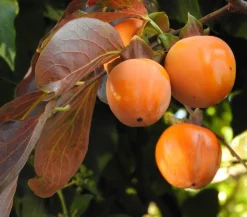 Kaki 'Rojo Brillante'