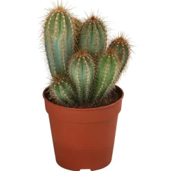 Kakteen-Set - Cactaceae, verschiedene Sorten, 3-teilig