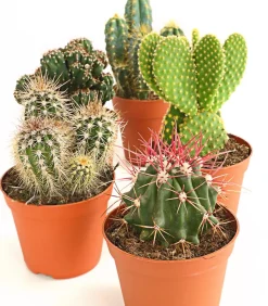 Kakteen-Set - Cactaceae, verschiedene Sorten