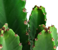 Kaktus-Wolfsmilch - Euphorbia ingens