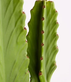 Kaktus-Wolfsmilch - Euphorbia ingens