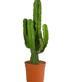 Kaktus-Wolfsmilch - Euphorbia ingens