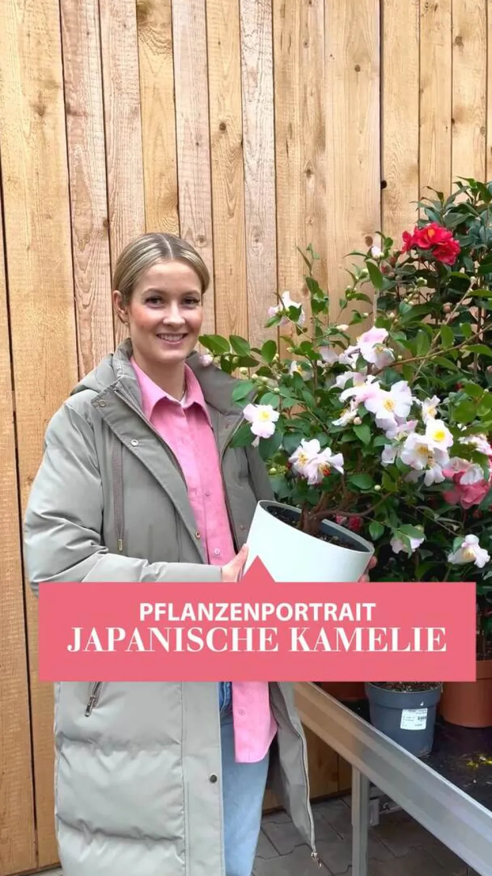 Kamelie, 1l