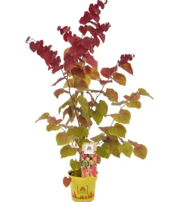 Kanadischer Judasbaum 'Eternal Flame®'