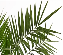 Kanarische Dattelpalme