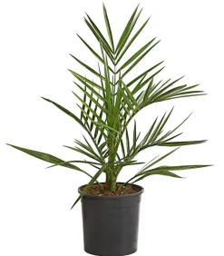 Kanarische Dattelpalme