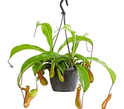 Kannenpflanze - Nepenthes alata, Ampel