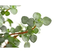 Kanonierblume - Pilea glauca