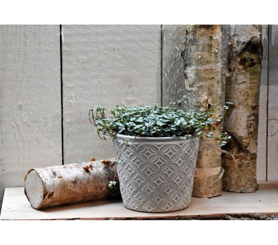 Kanonierblume - Pilea glauca