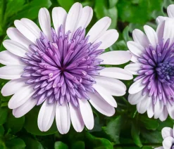 Kapkörbchen 'Blue Steel'