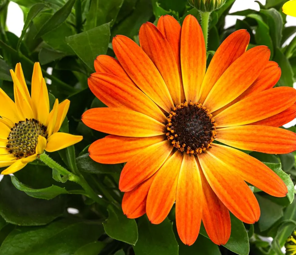 Kapkörbchen, orange