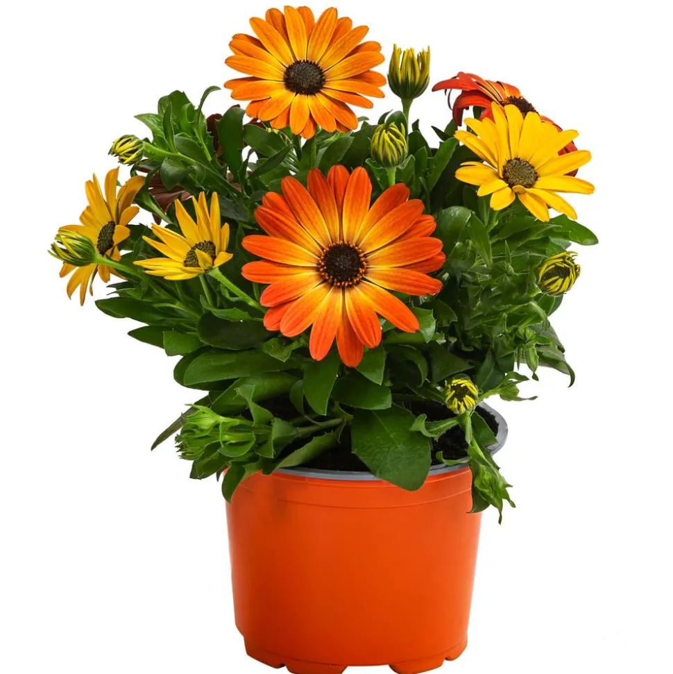 Kapkörbchen, orange