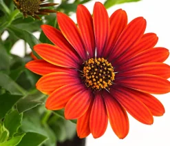 Kapkörbchen 'Purple Sun'
