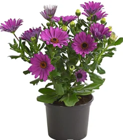 Kapkörbchen, verschiedene Farben