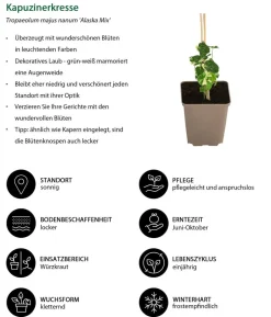 Kapuzinerkresse 'Alaska Mix'