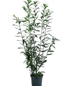 Kaukasischer Kirschlorbeer 'Caucasica'