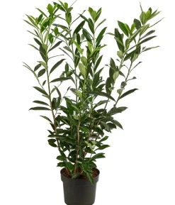 Kaukasischer Kirschlorbeer 'Caucasica'
