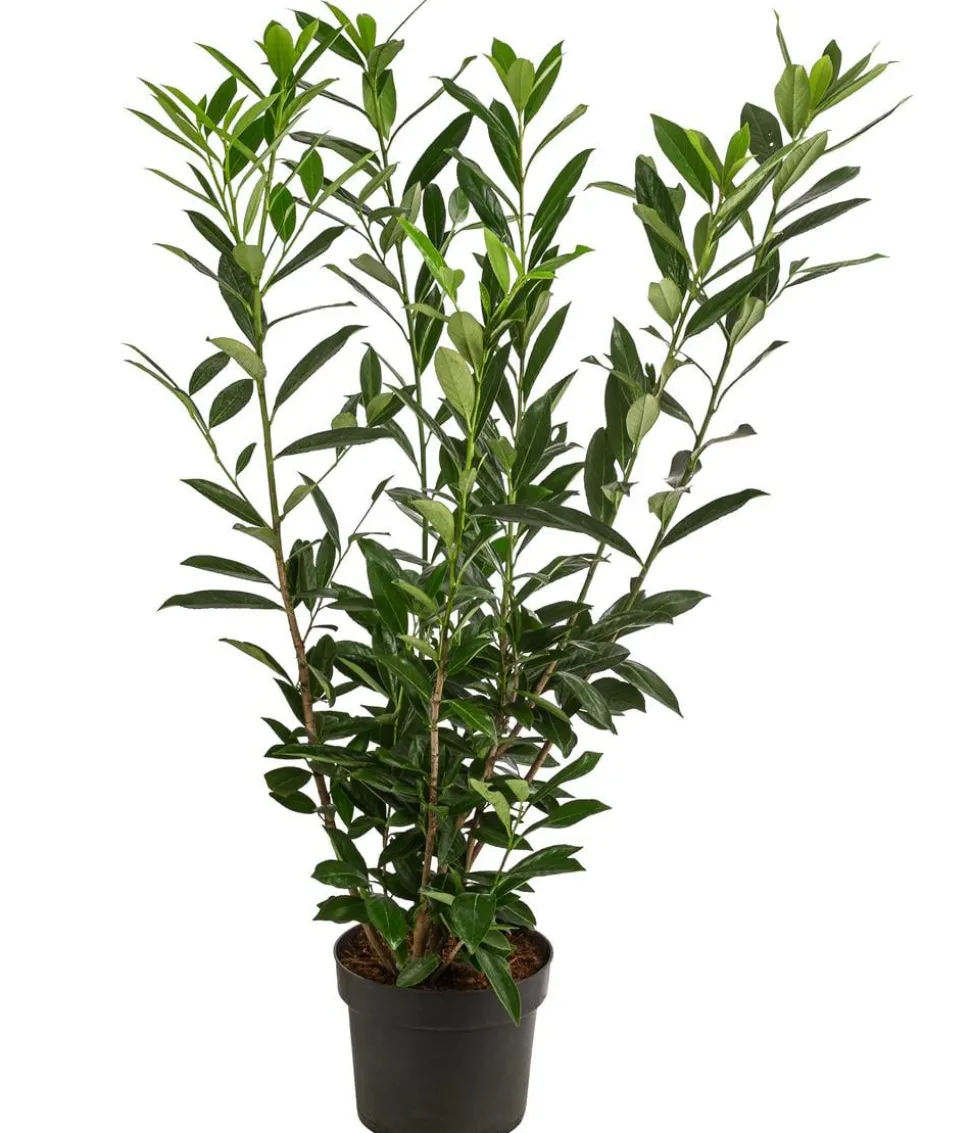 Kaukasischer Kirschlorbeer 'Caucasica'