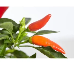 Küchenchili, mild-scharf