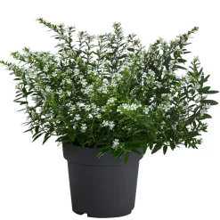 Köcherblümchen, Busch, verschiedene Farben