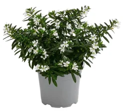 Köcherblümchen, verschiedene Farben