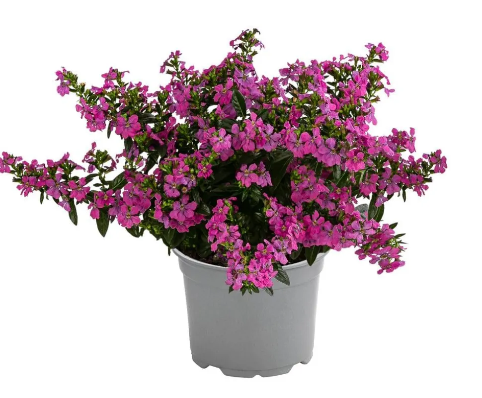 Köcherblümchen, verschiedene Farben